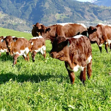 Sunny Alpine By The Slopes Dom wakacyjny *