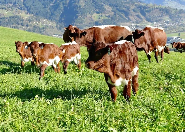 Sunny Alpine By The Slopes Σπίτι διακοπών *